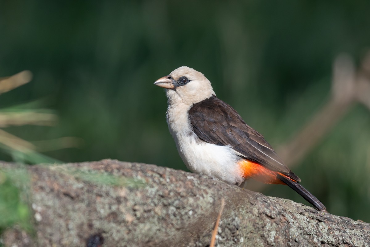 White-headed Buffalo-Weaver - ML610324396