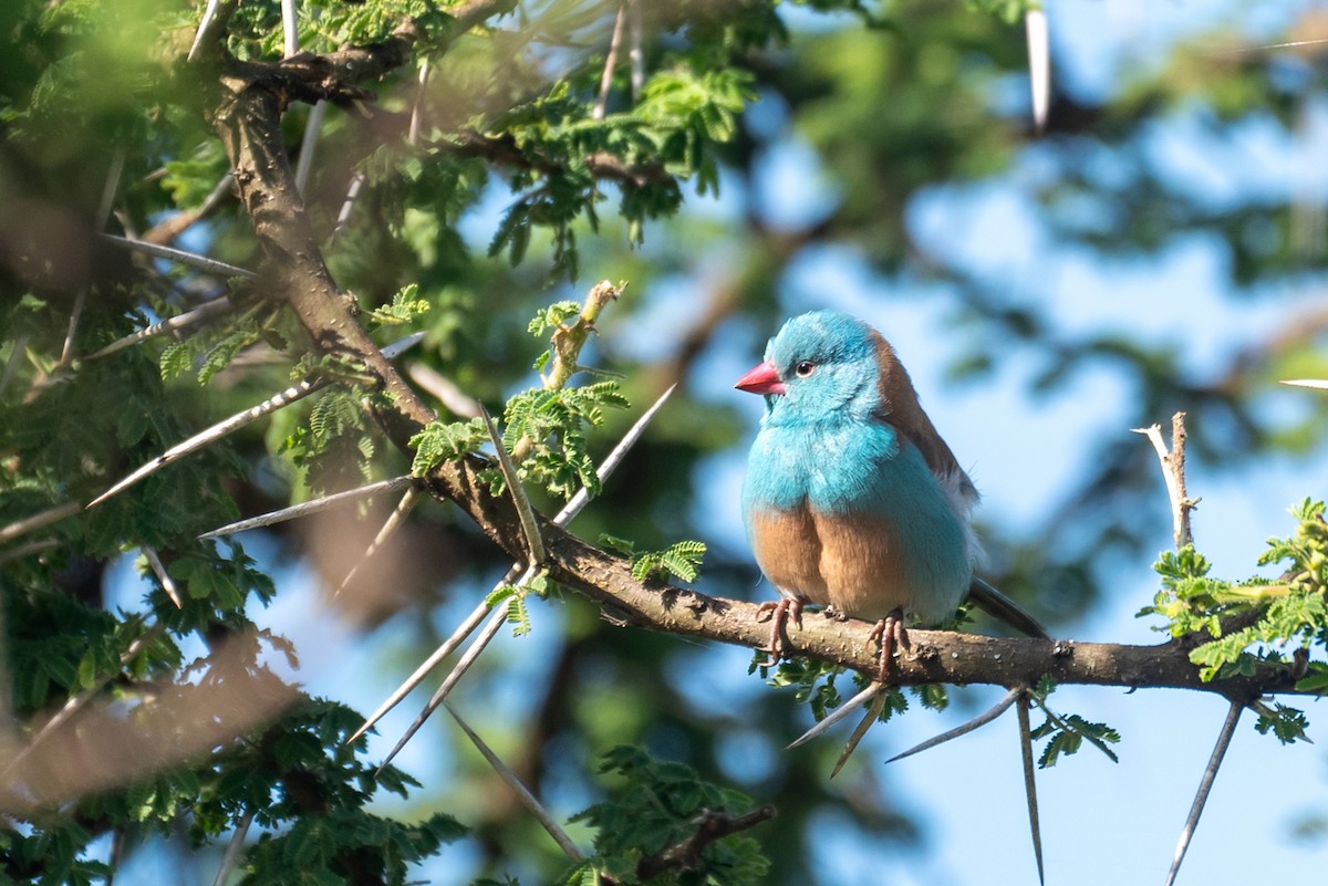 Blue-capped Cordonbleu - ML610324399