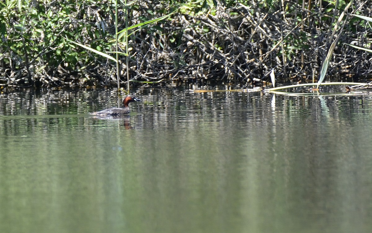 Little Grebe - ML610324441