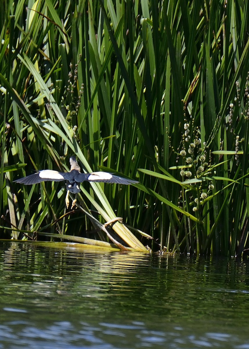 Little Bittern - ML610324449