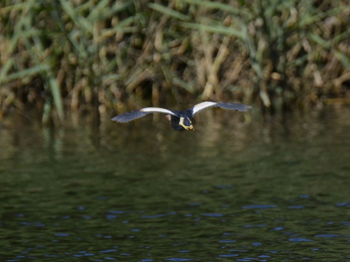 Little Bittern - ML610324450