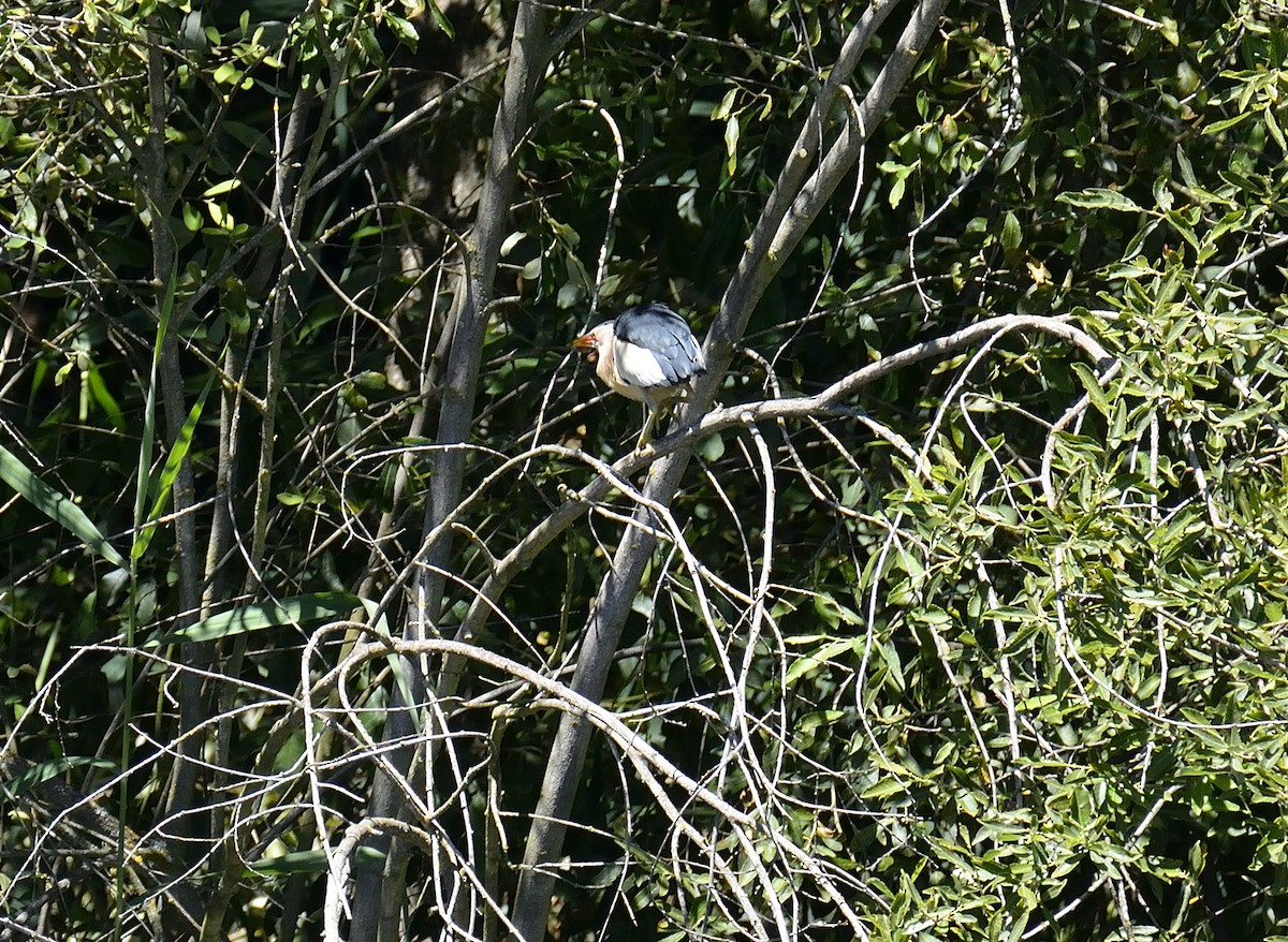 Little Bittern - ML610324451