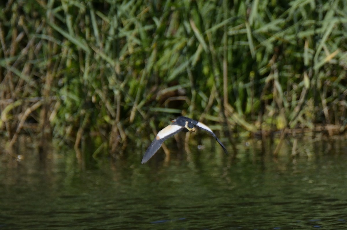 Little Bittern - ML610324452