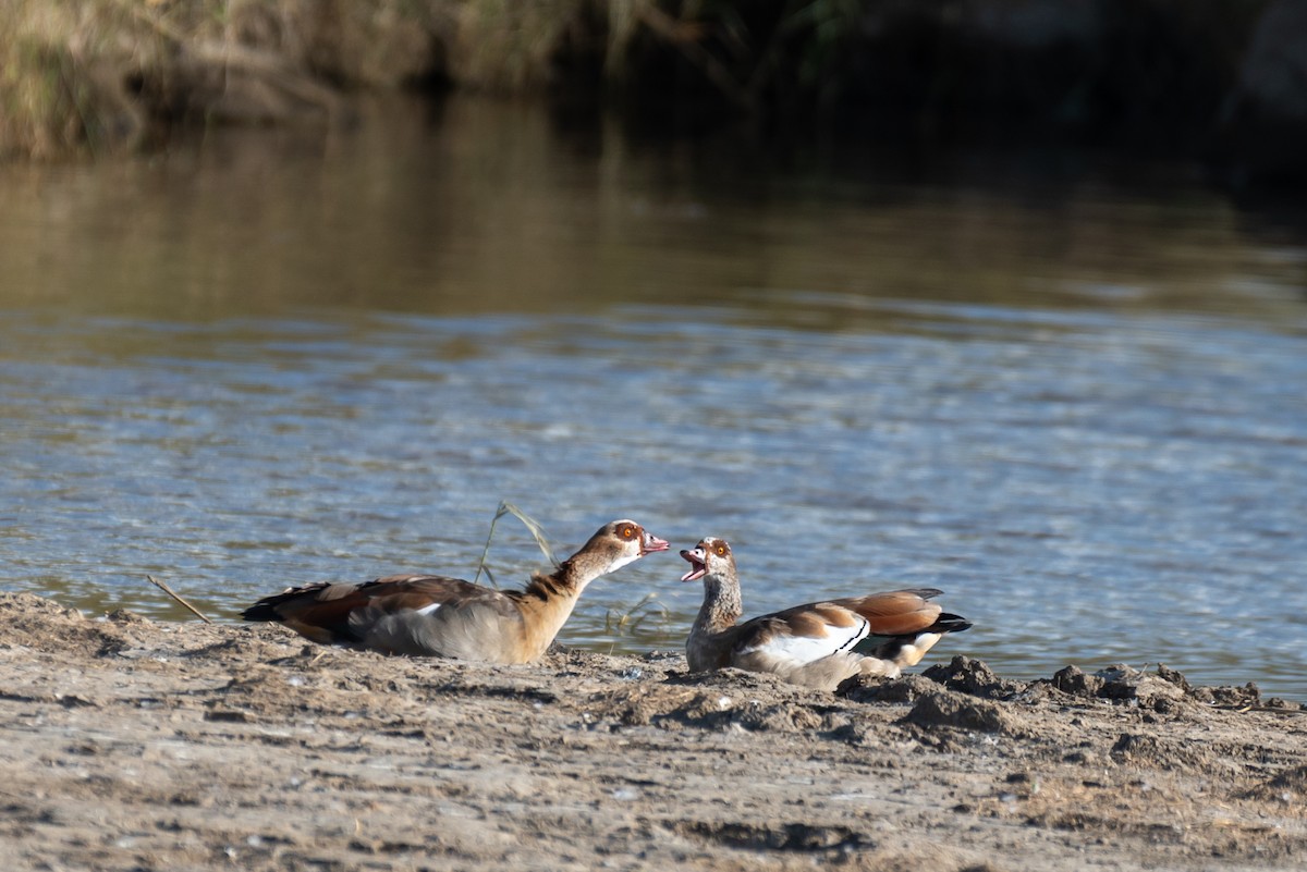 Egyptian Goose - ML610324545