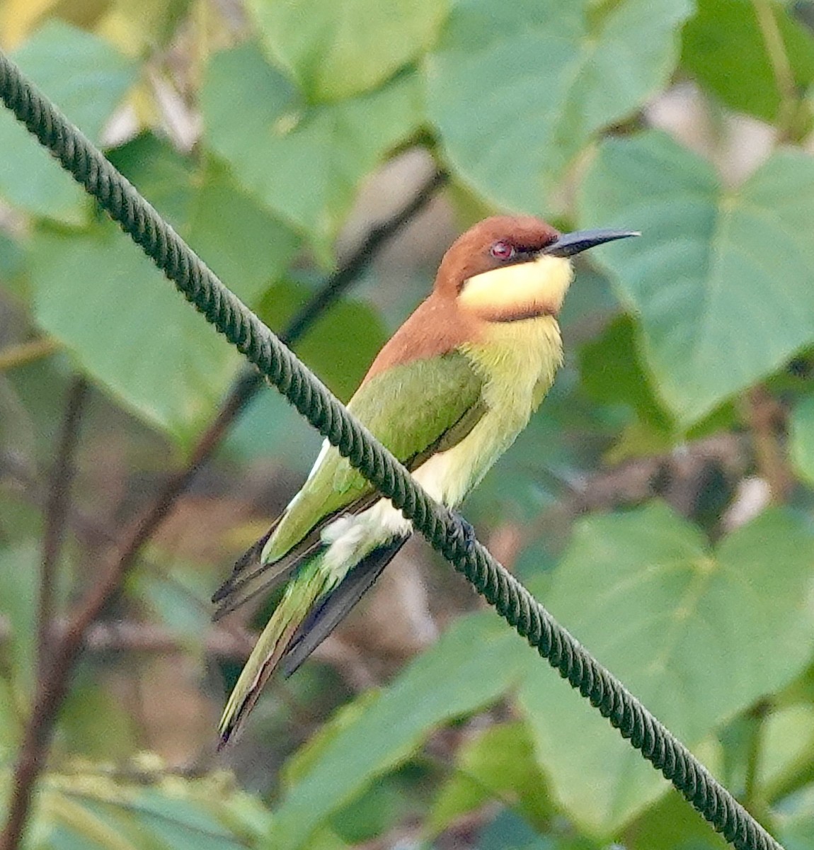 Chestnut-headed Bee-eater - Sheila Mathai