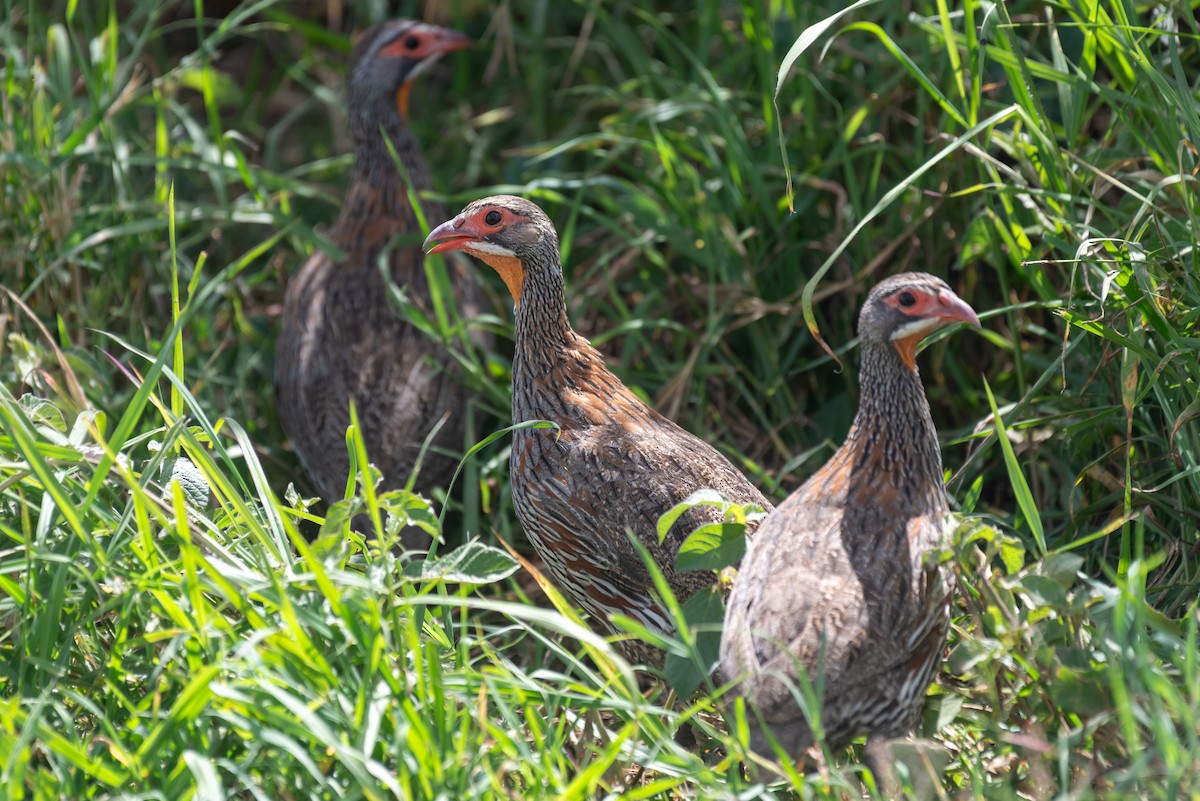 Gray-breasted Spurfowl - ML610324552