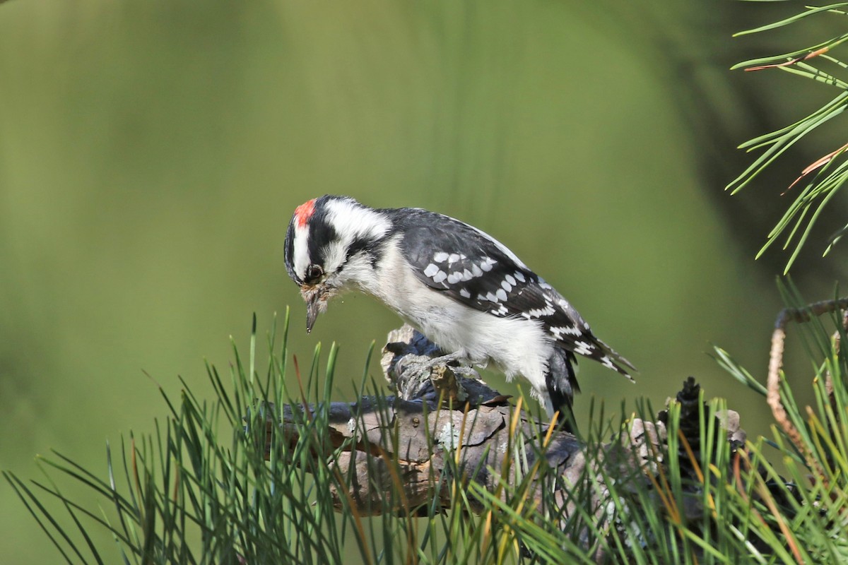 Downy Woodpecker - Elizabeth Brensinger