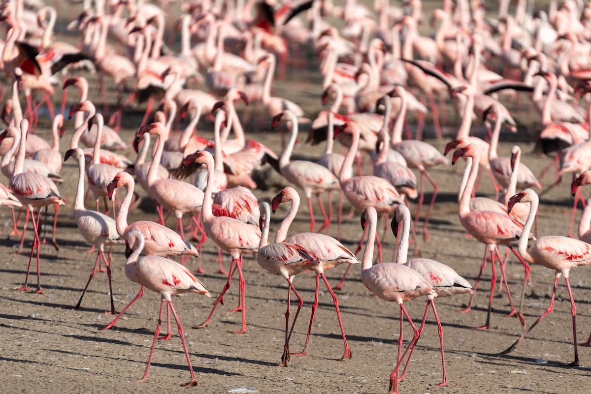 Lesser Flamingo - ML610324561