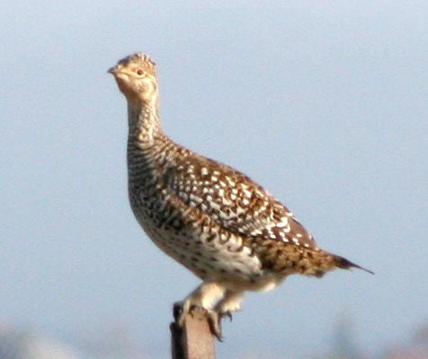 Sharp-tailed Grouse - ML610324566