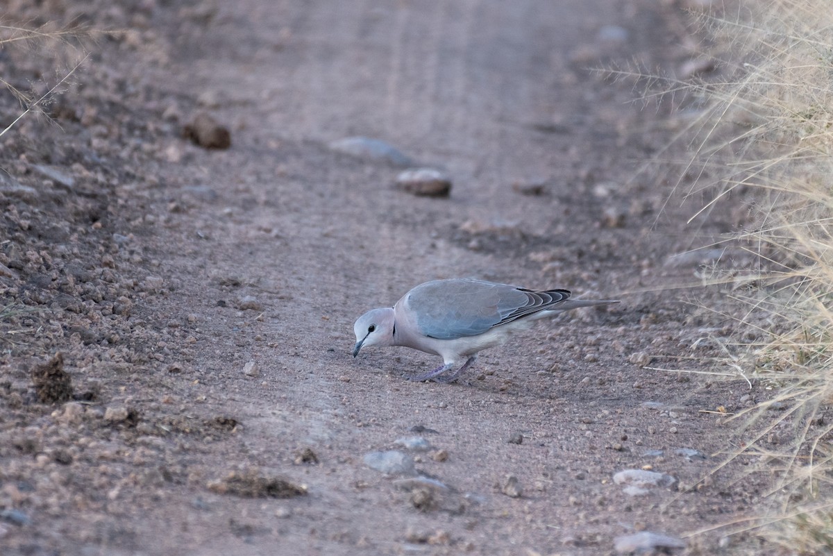 Ring-necked Dove - ML610324571