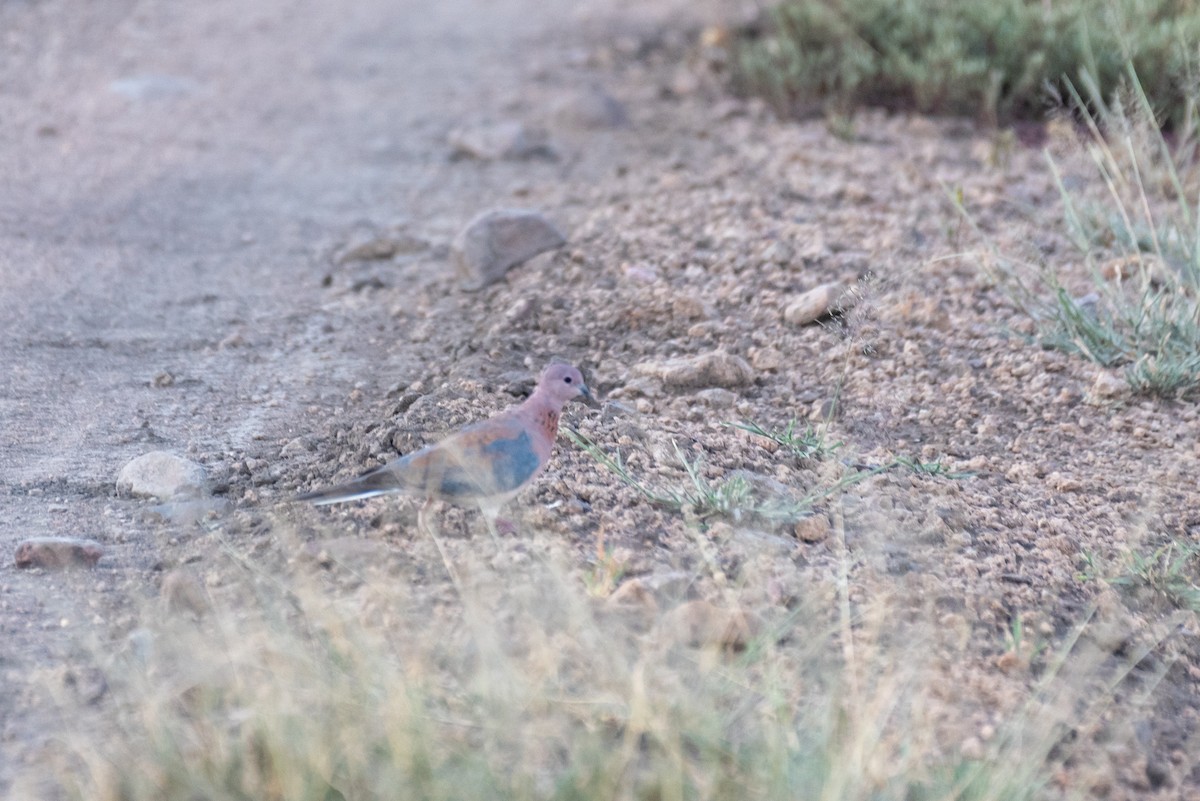 Laughing Dove - ML610324576