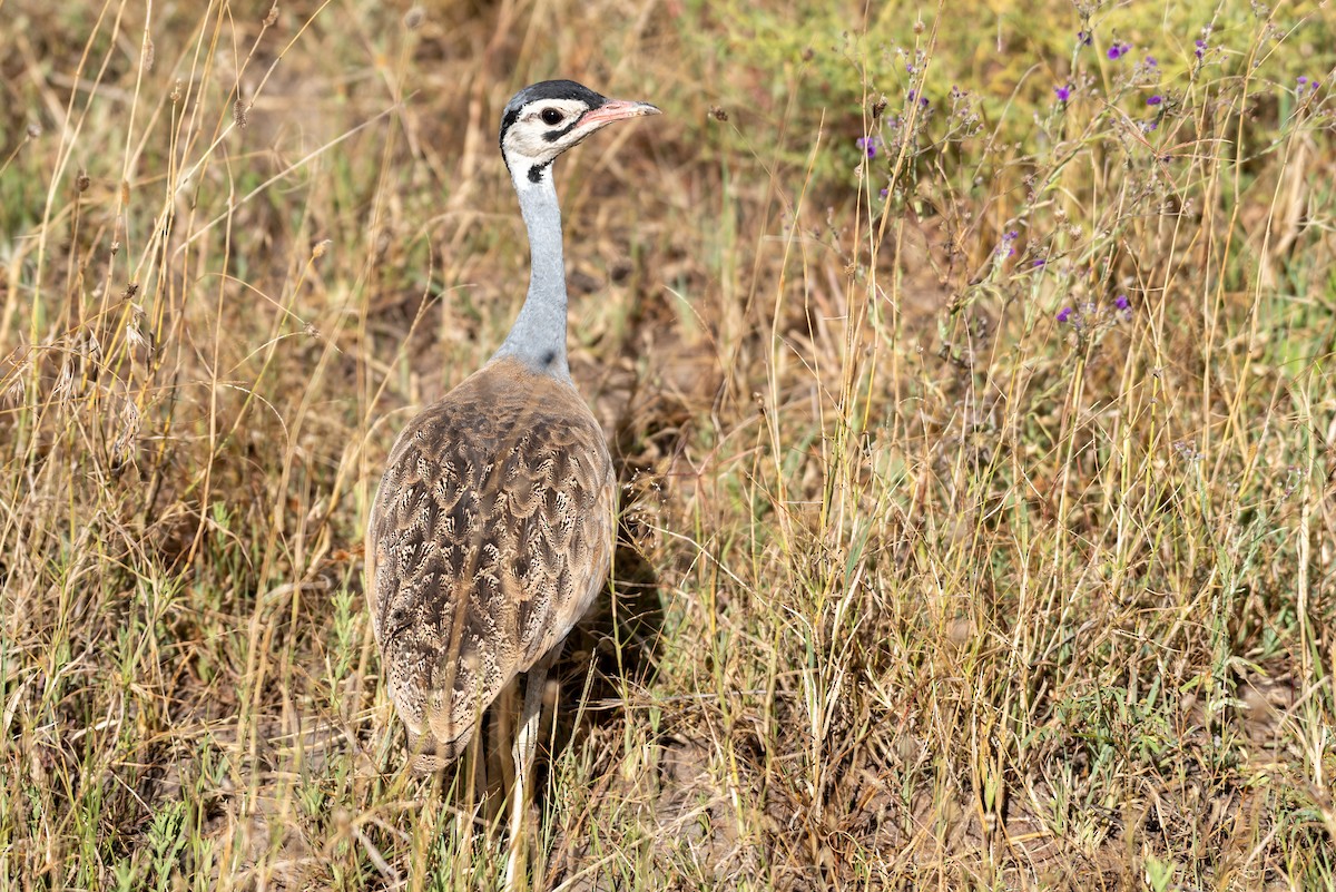 White-bellied Bustard - ML610324579