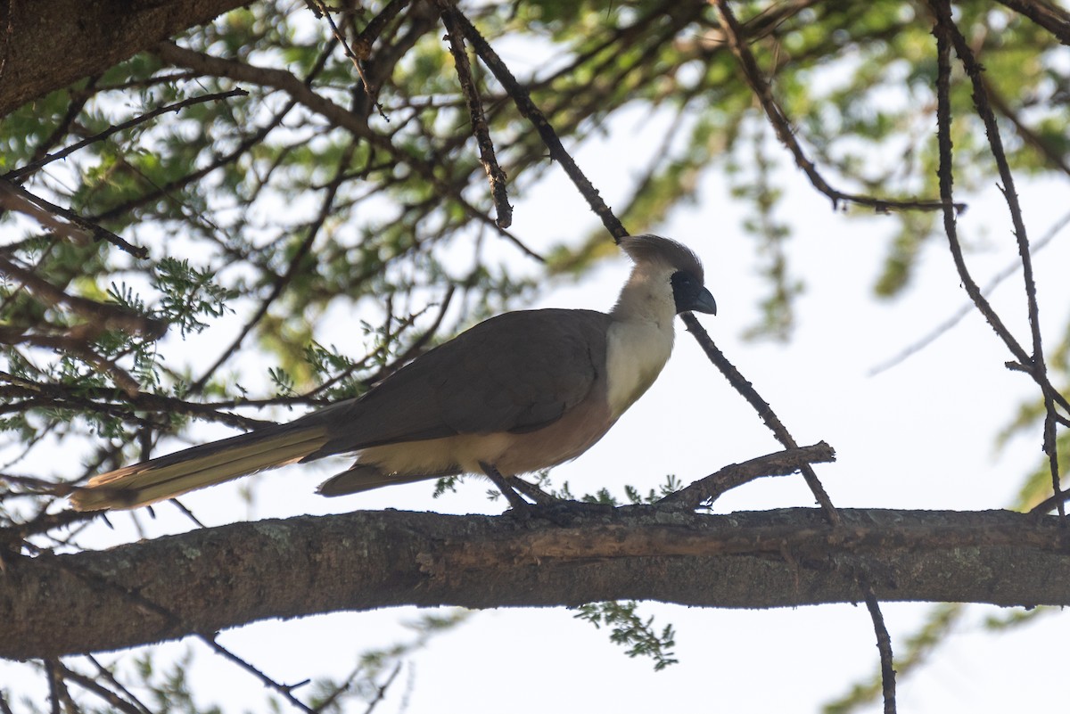 Bare-faced Go-away-bird - ML610324583