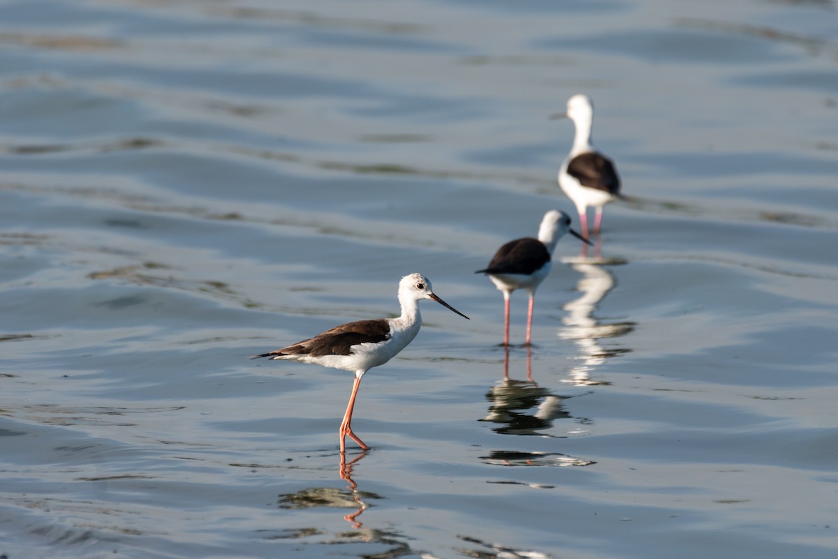 Black-winged Stilt - ML610324588