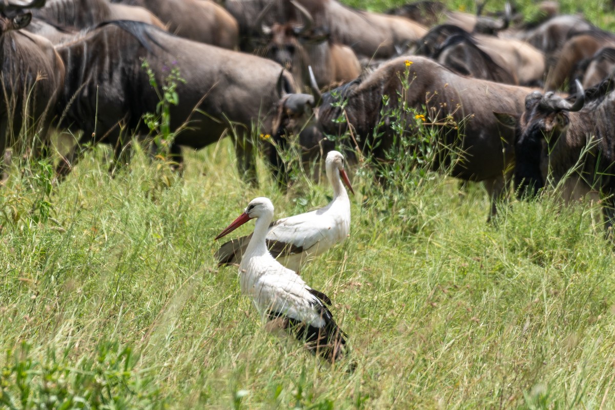 White Stork - ML610324591