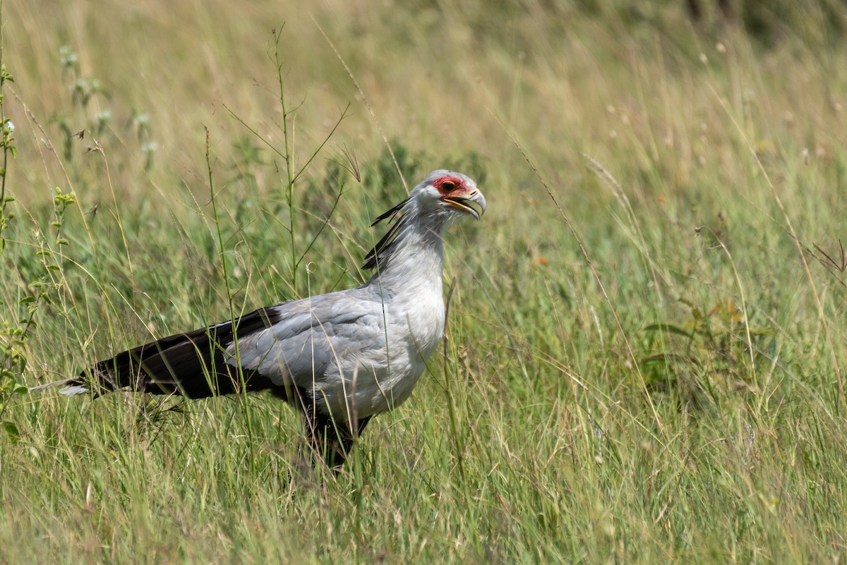 Secretarybird - ML610324600