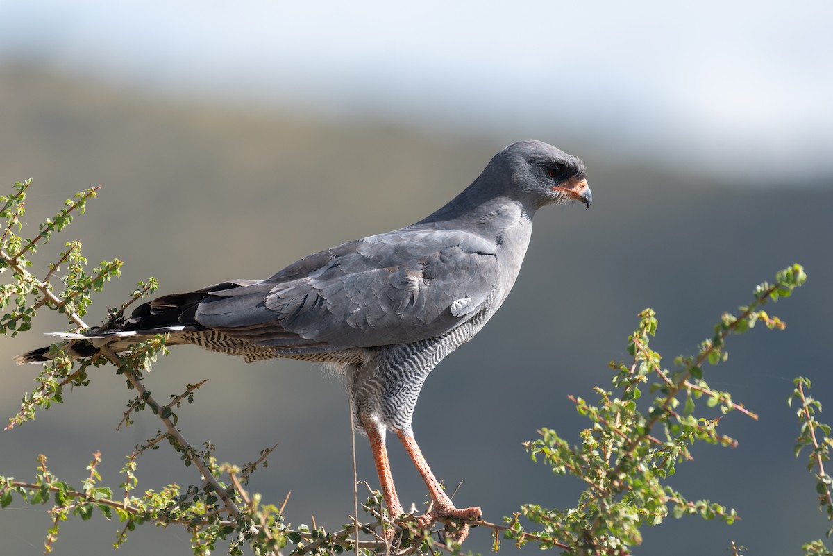 Eastern Chanting-Goshawk - ML610324606