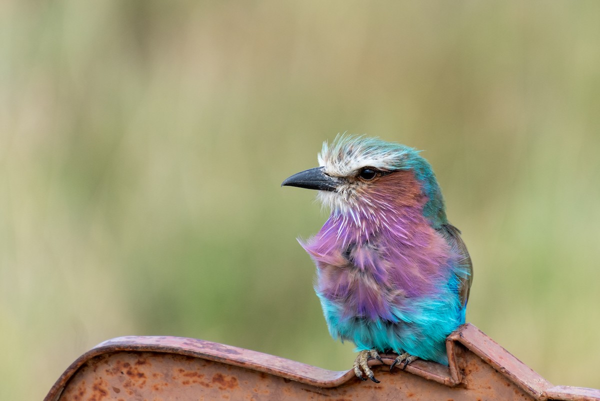 Lilac-breasted Roller - ML610324608