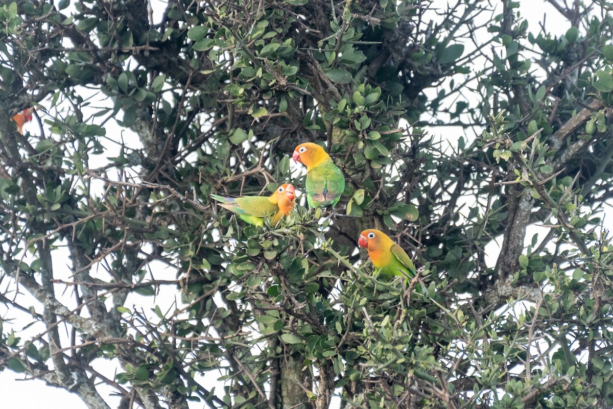 Fischer's Lovebird - ML610324613