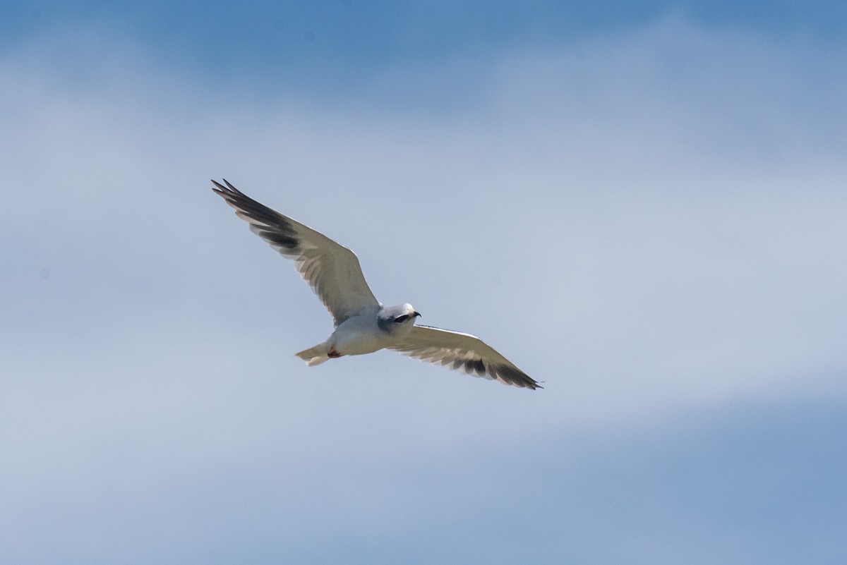 Black-winged Kite - ML610324680