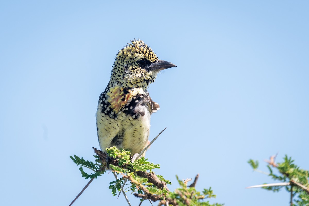 D'Arnaud's Barbet - ML610324682