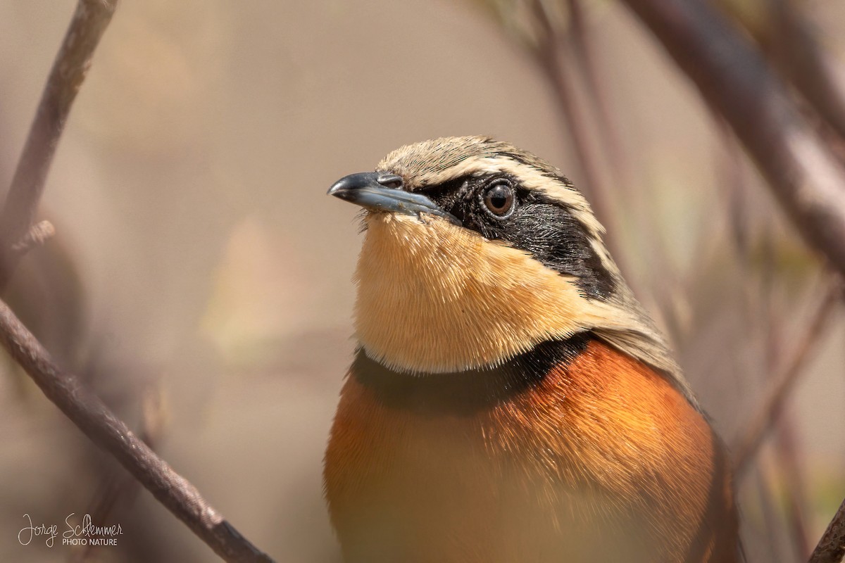 Olive-crowned Crescentchest - Jorge Claudio Schlemmer