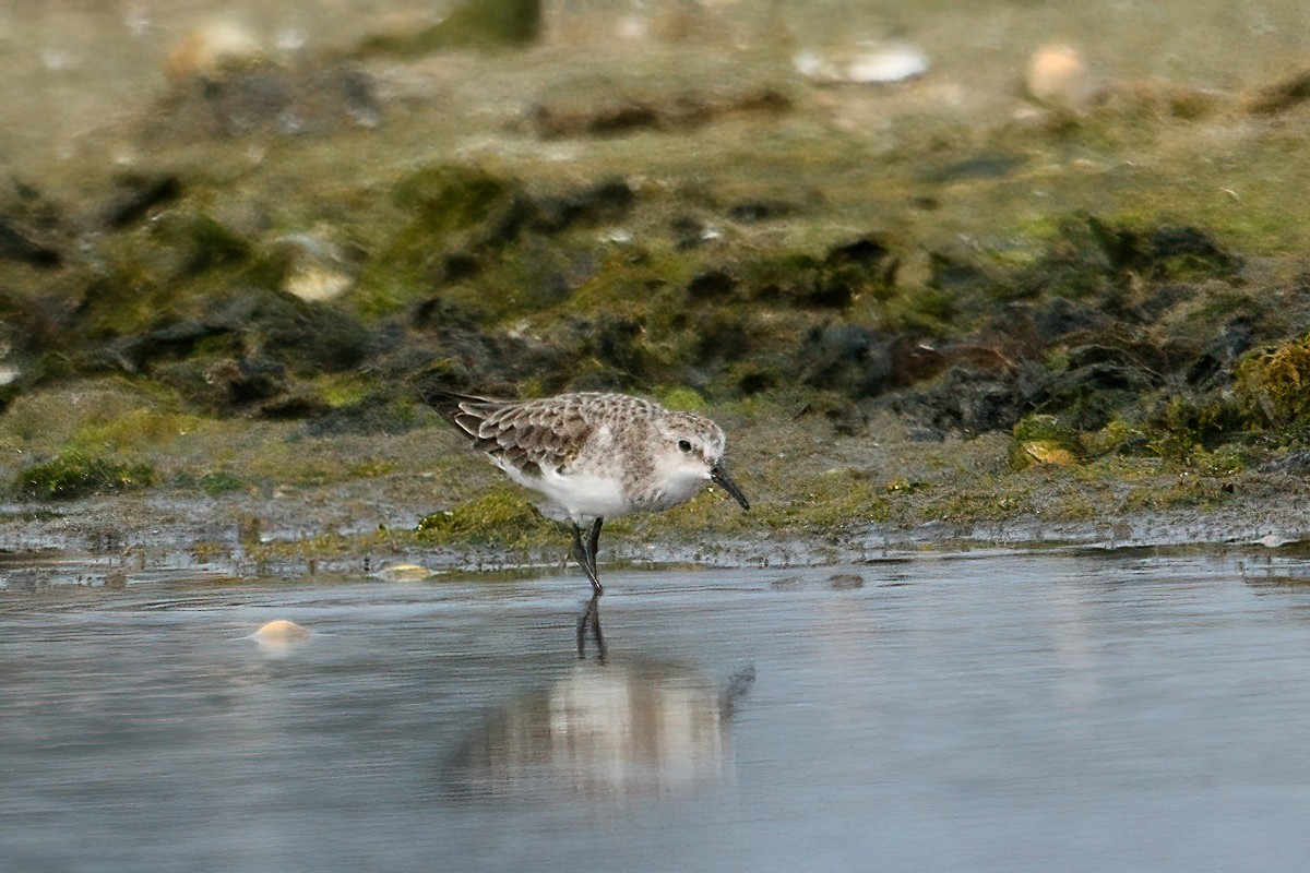 Zwergstrandläufer - ML610324702