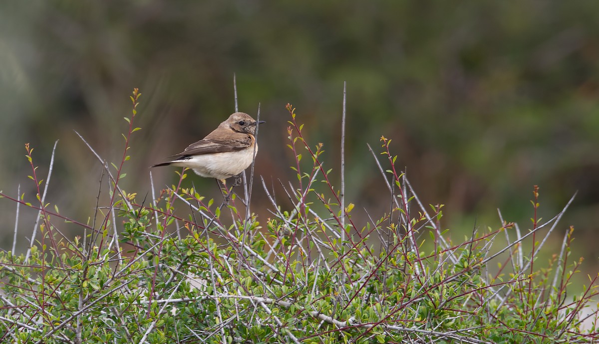 Eastern Black-eared Wheatear - Eric Francois Roualet