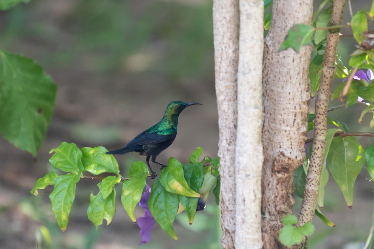 Purple-banded Sunbird - ML610324773