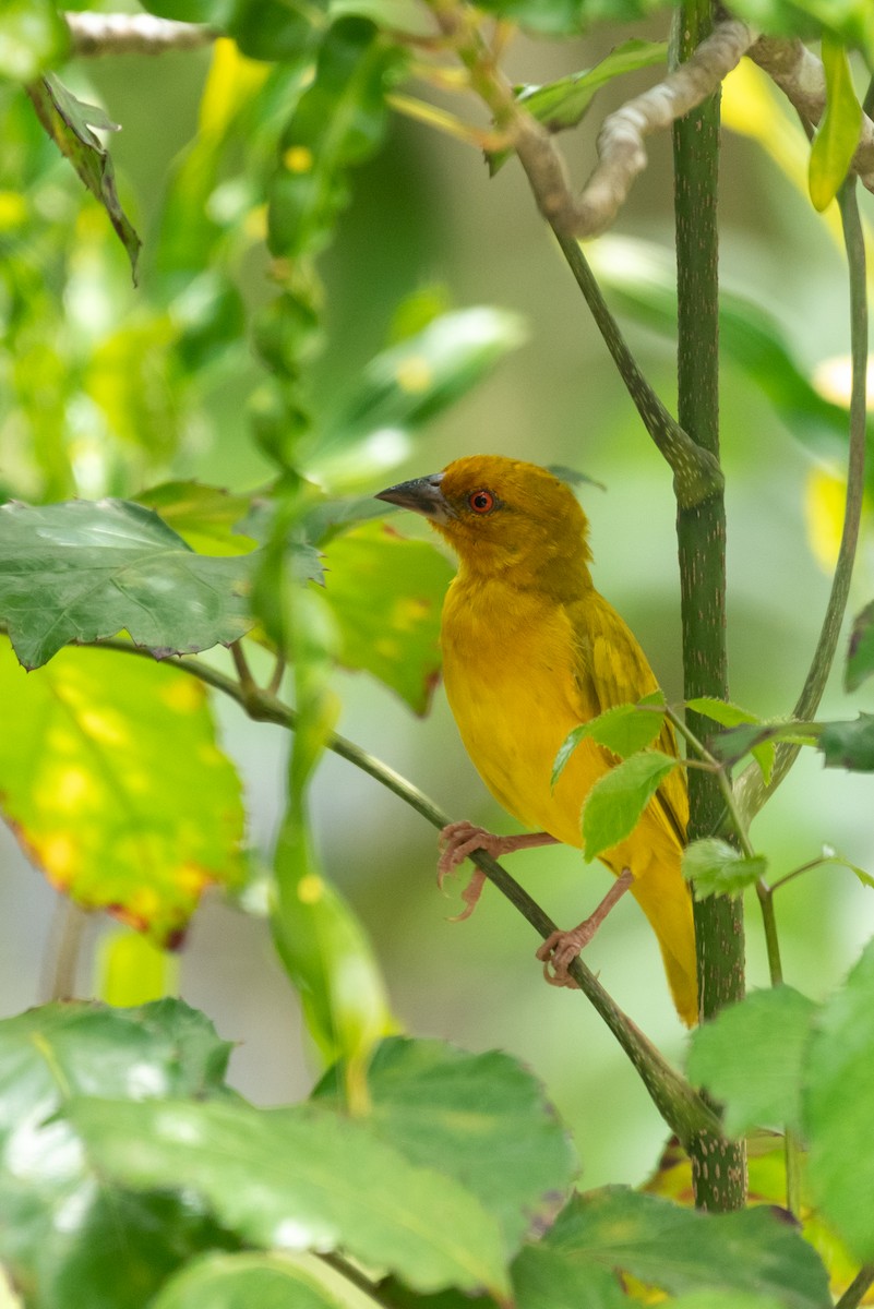 African Golden-Weaver - ML610324777