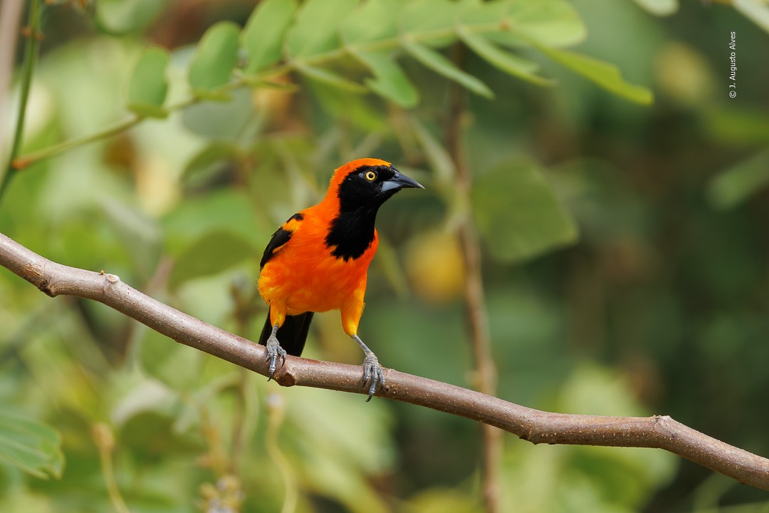 Orange-backed Troupial - ML610324789