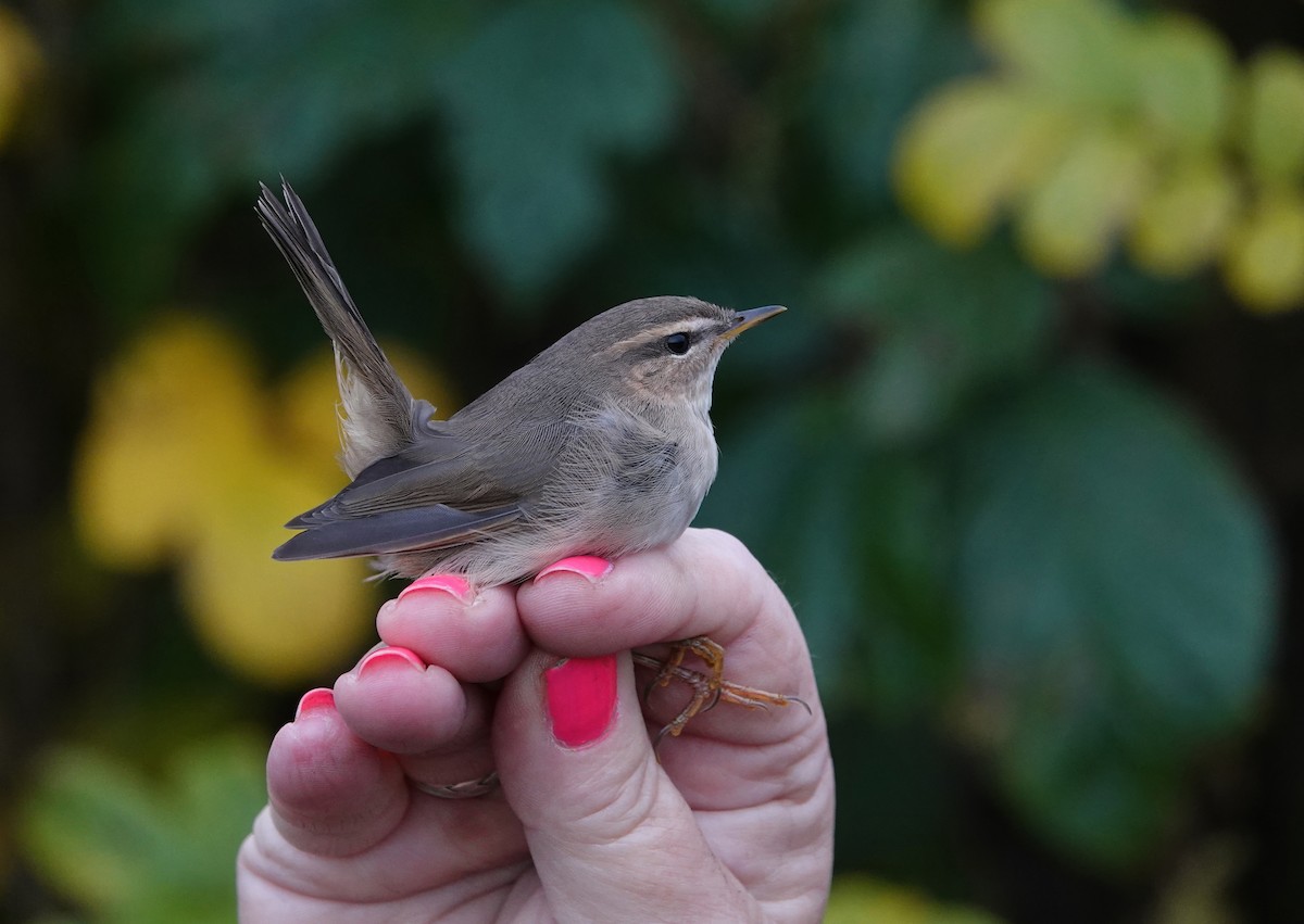 Dusky Warbler - ML610324872