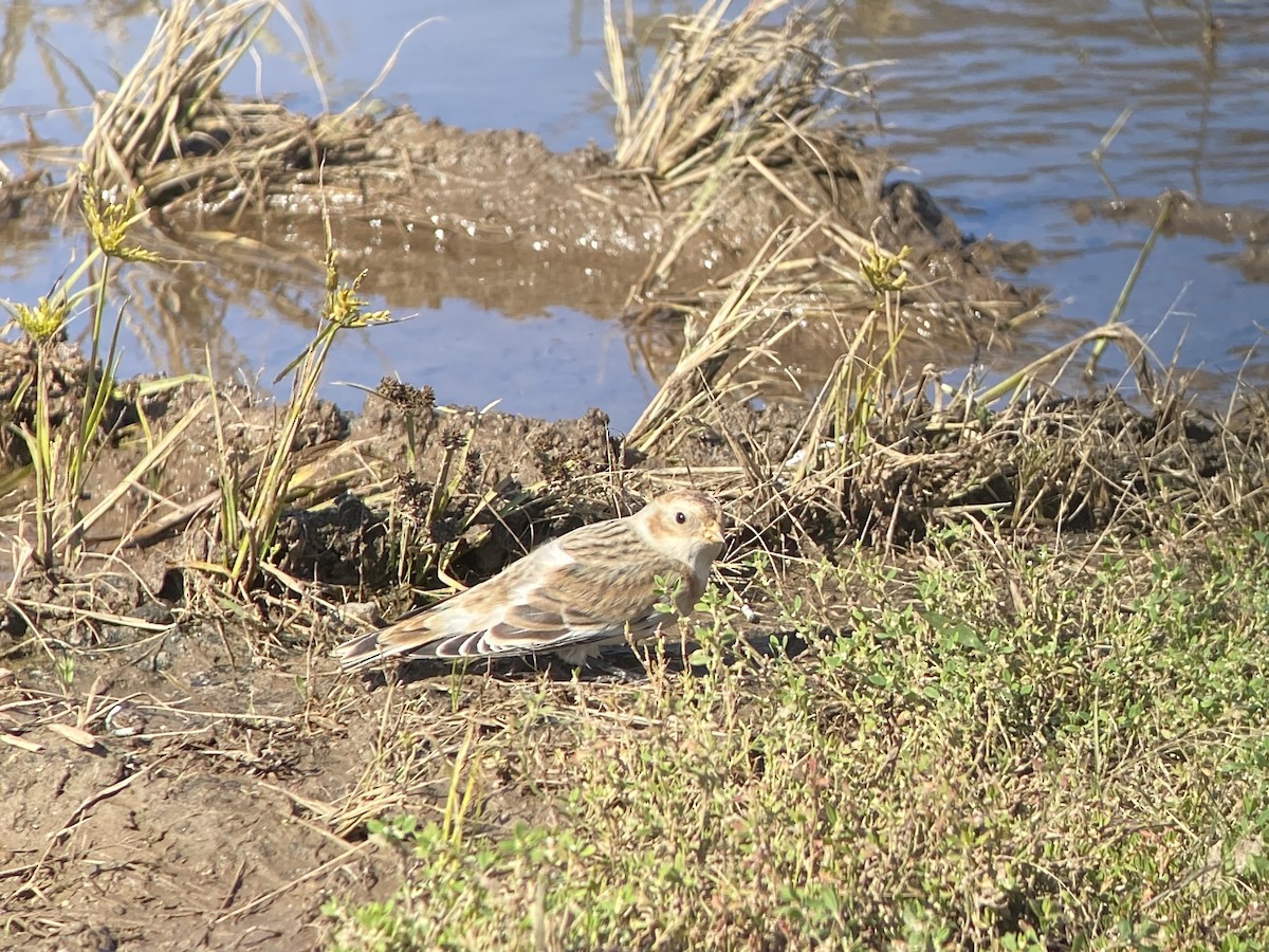 Snow Bunting - ML610324911