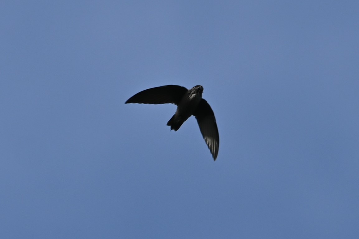 Chimney Swift - ML610324945