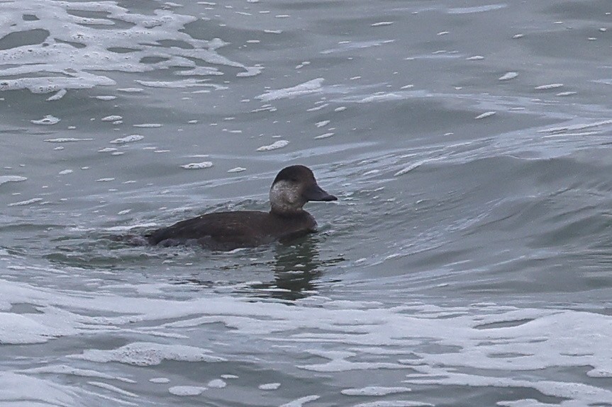 Black Scoter - ML610324965