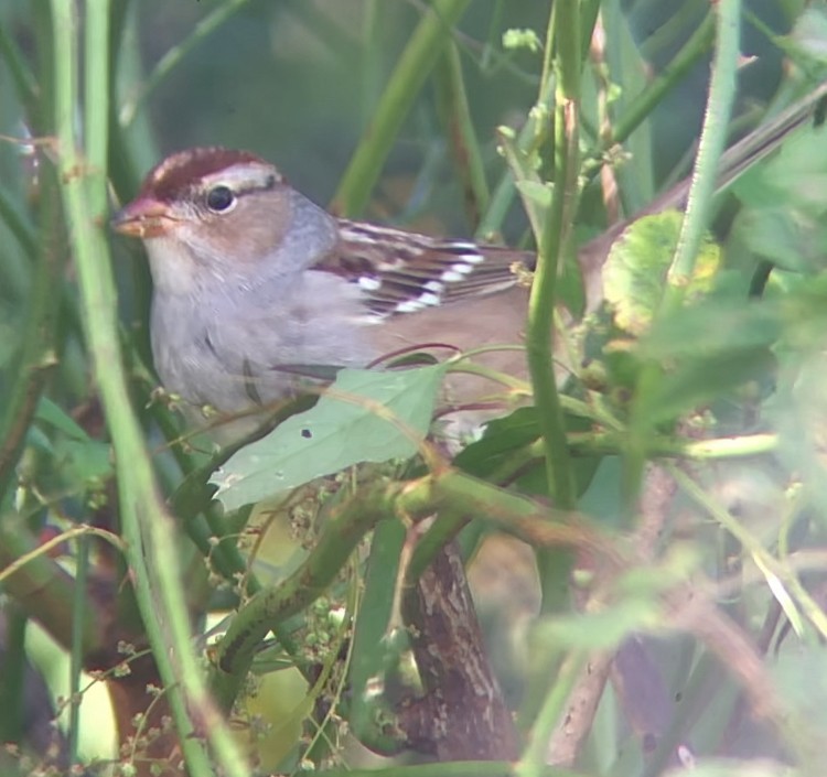 Chingolo Coroniblanco (leucophrys) - ML610324999