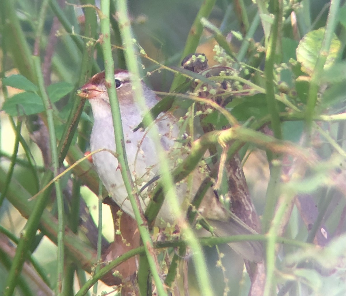 Chingolo Coroniblanco (leucophrys) - ML610325022