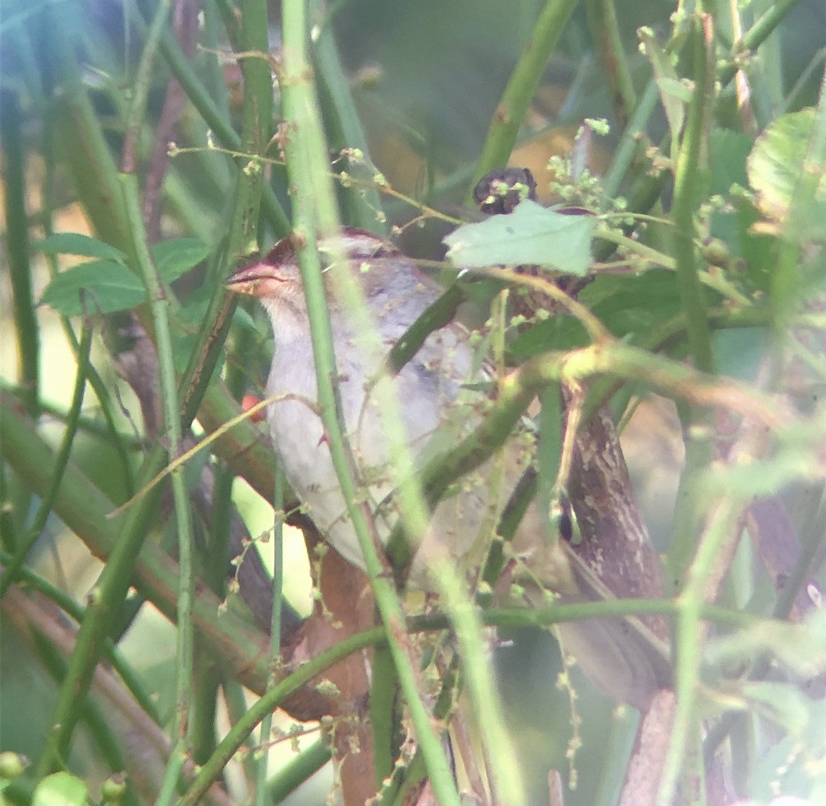 Chingolo Coroniblanco (leucophrys) - ML610325027
