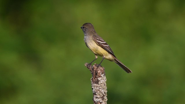 Southern Scrub-Flycatcher - ML610325030