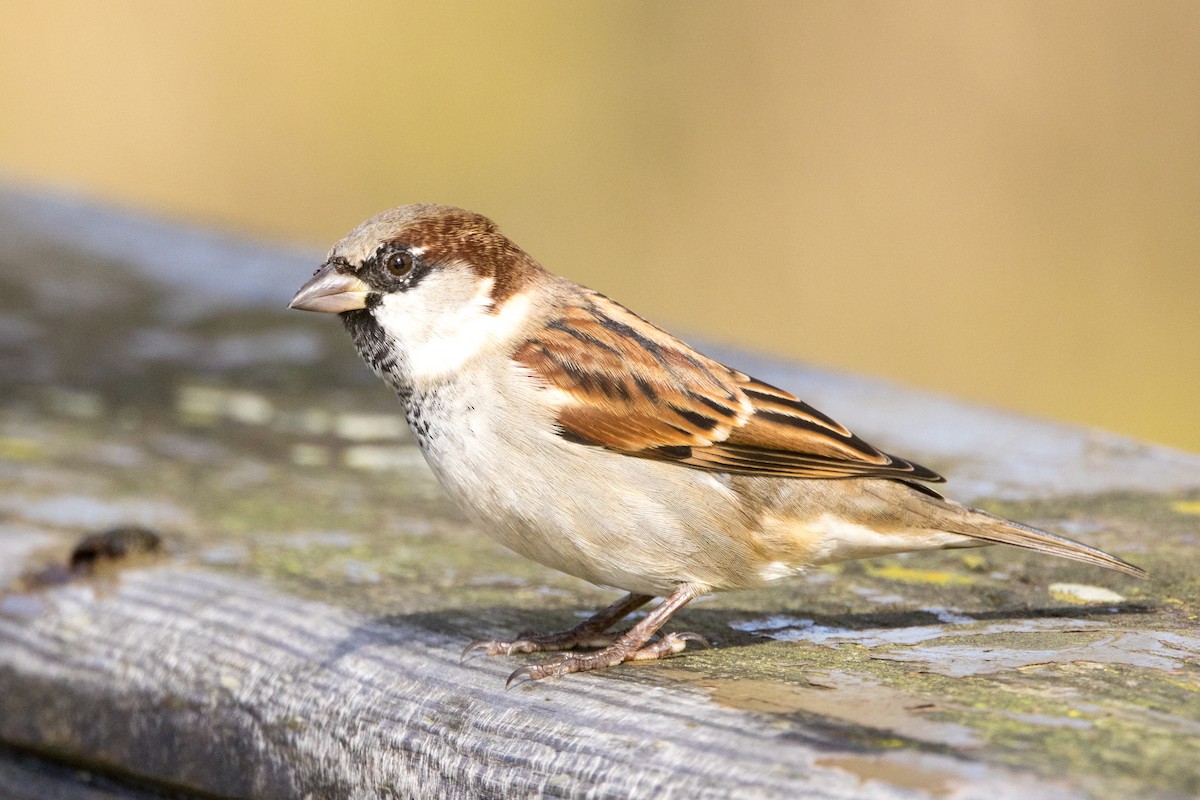 House Sparrow - ML610325036