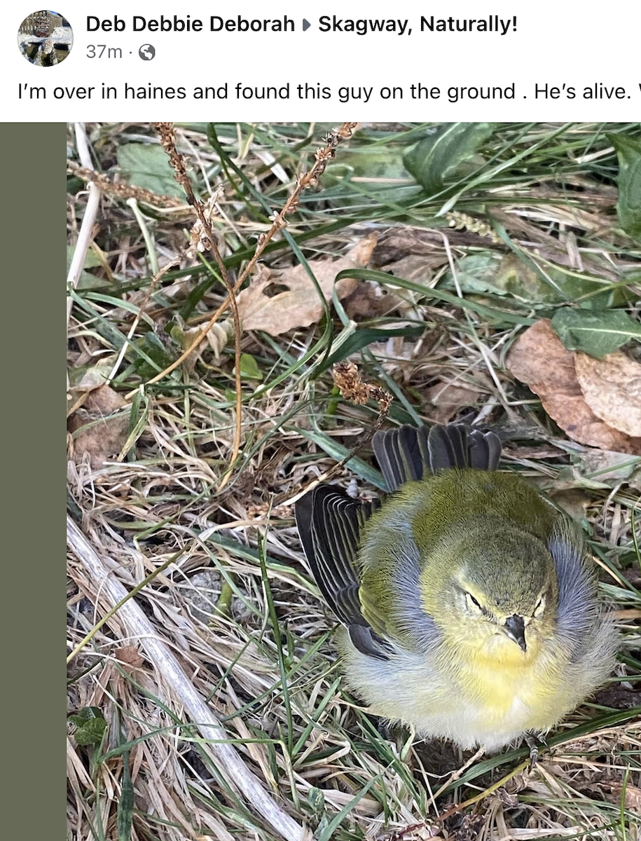 Tennessee Warbler - ML610325105