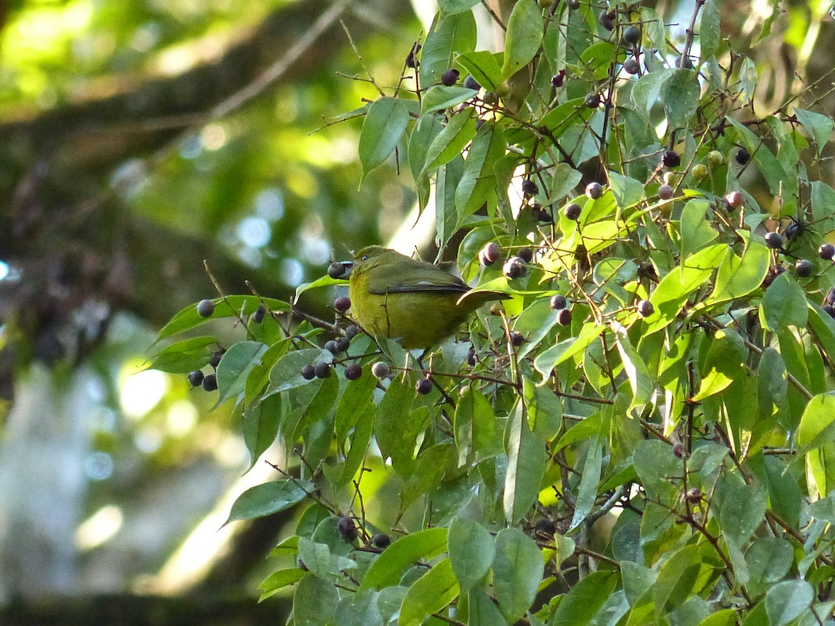 Violaceous Euphonia - ML610325186