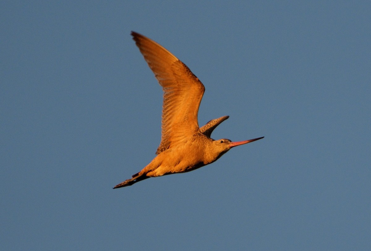 Marbled Godwit - Bill Thompson