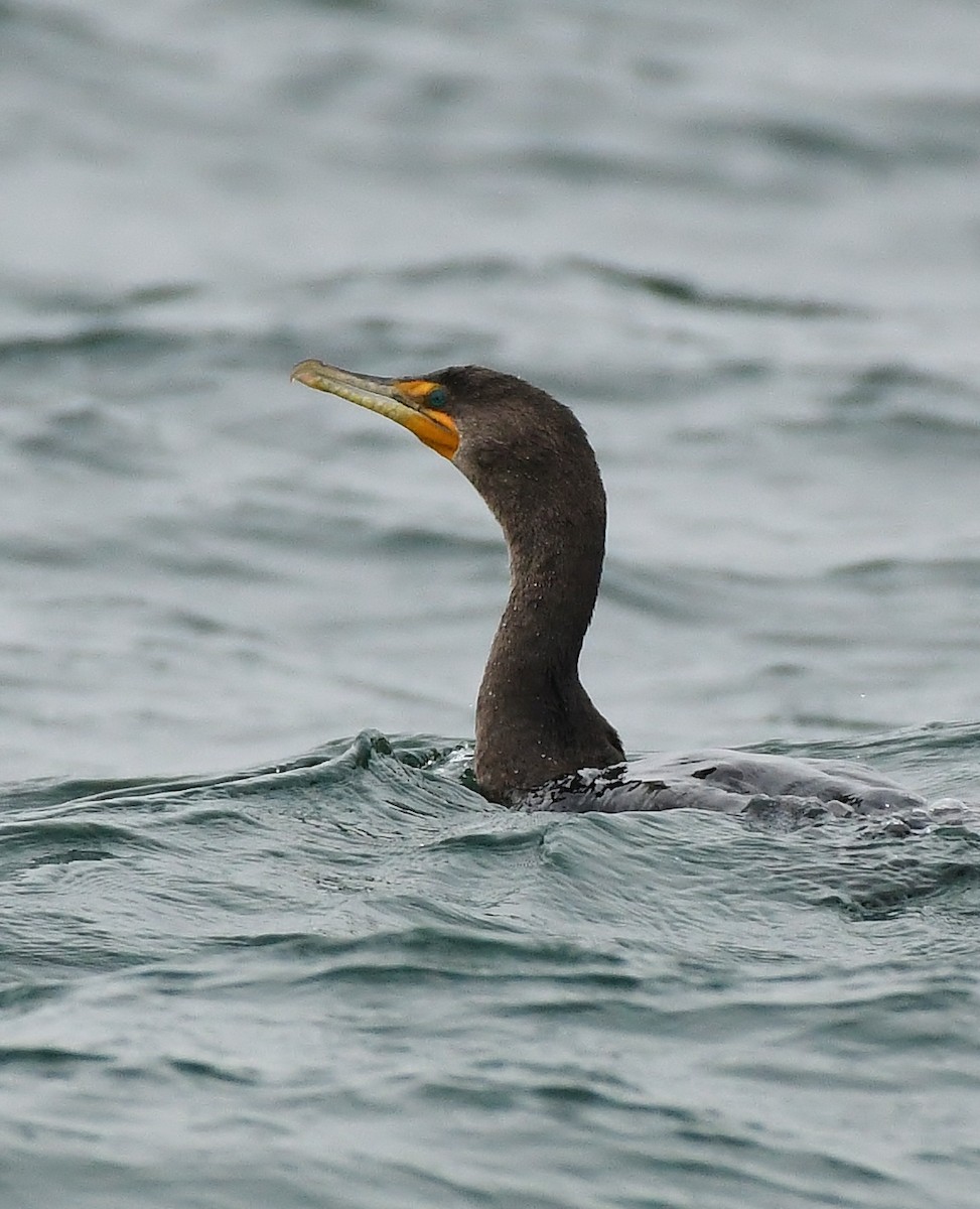 Double-crested Cormorant - ML610325321