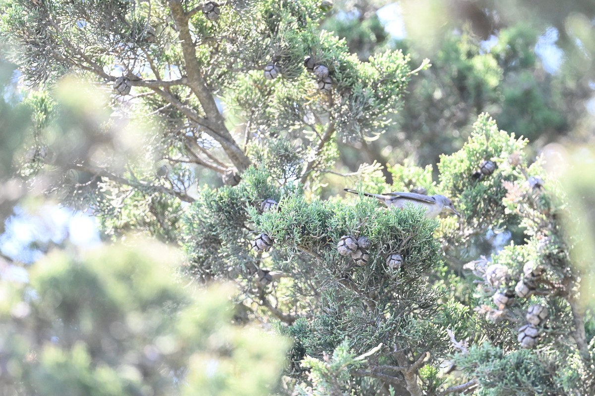 Rüppell's Warbler - ML610325340