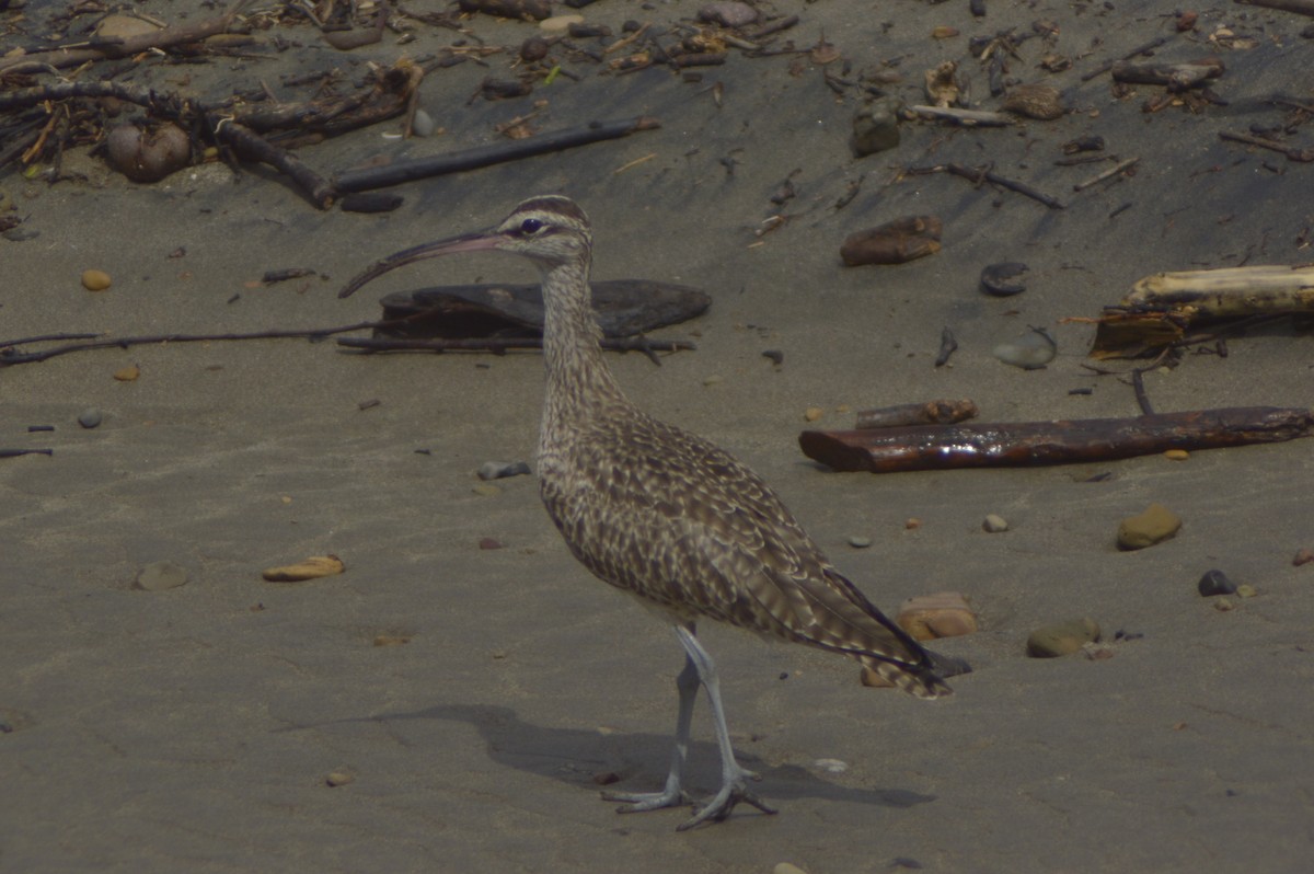 Whimbrel - ML610325398