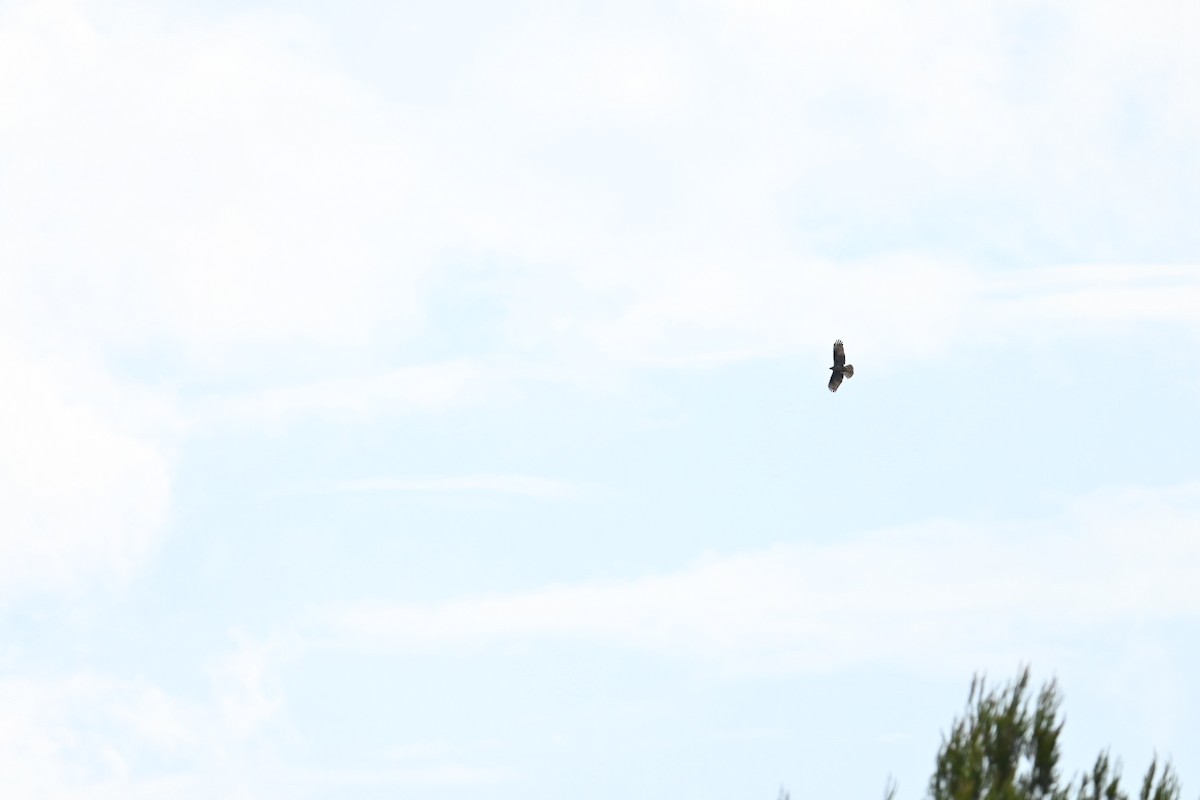 eBird Checklist - 15 Jun 2023 - Strada Statale 7, Latiano, Puglia, IT ...