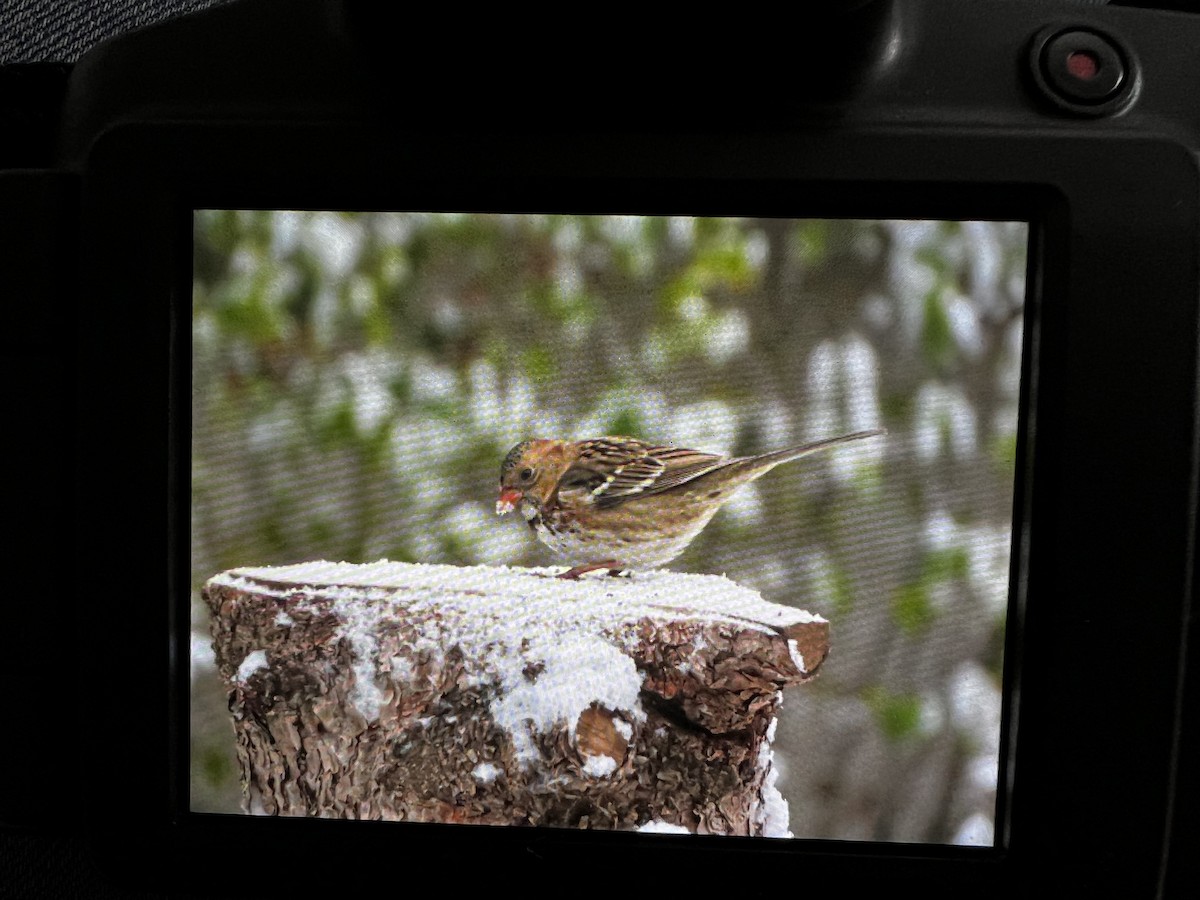 Harris's Sparrow - Hanna Walczykowski