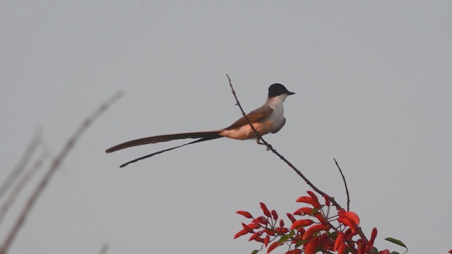 Fork-tailed Flycatcher - ML610325496