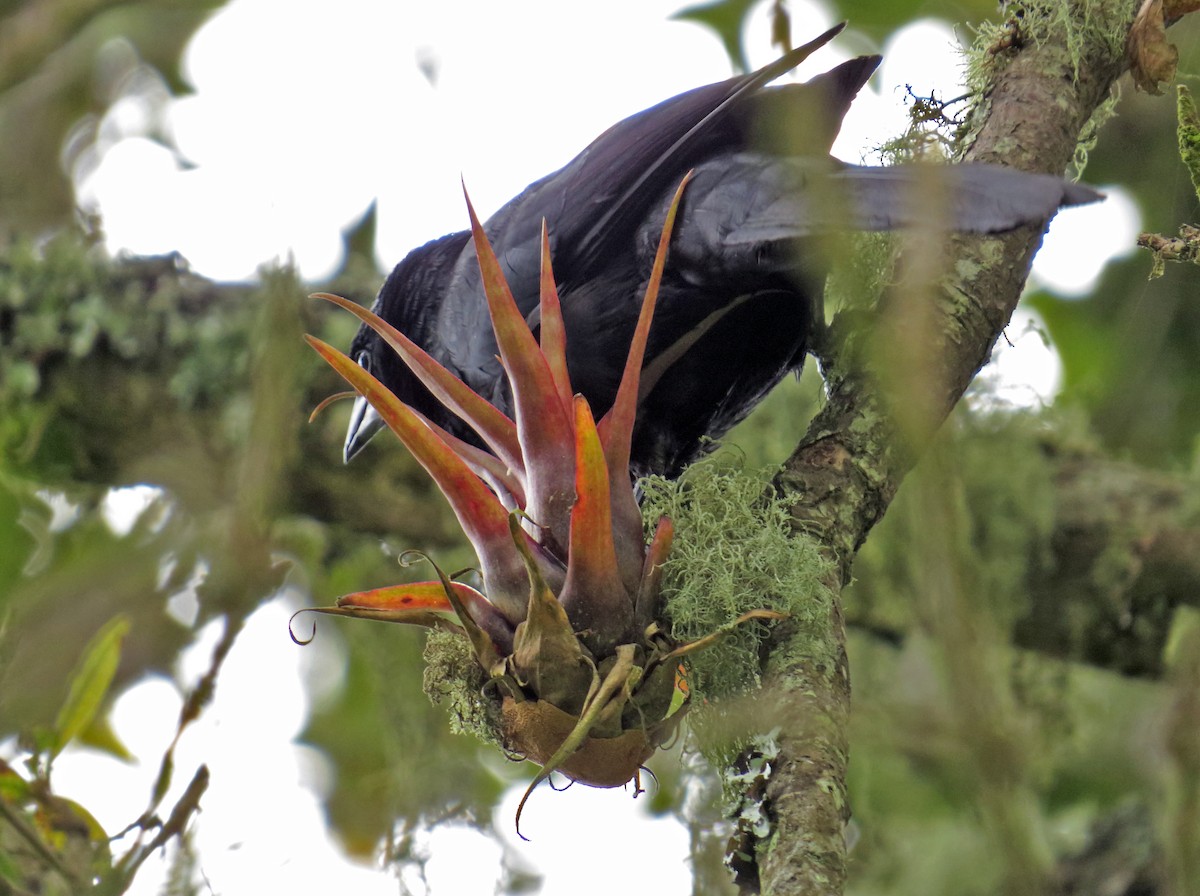 Mountain Grackle - ML61032551